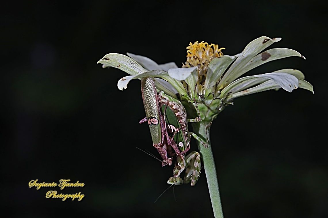 Flower mantis, Creobroter Sp - Mating  Geotagged,Indonesia,Winter