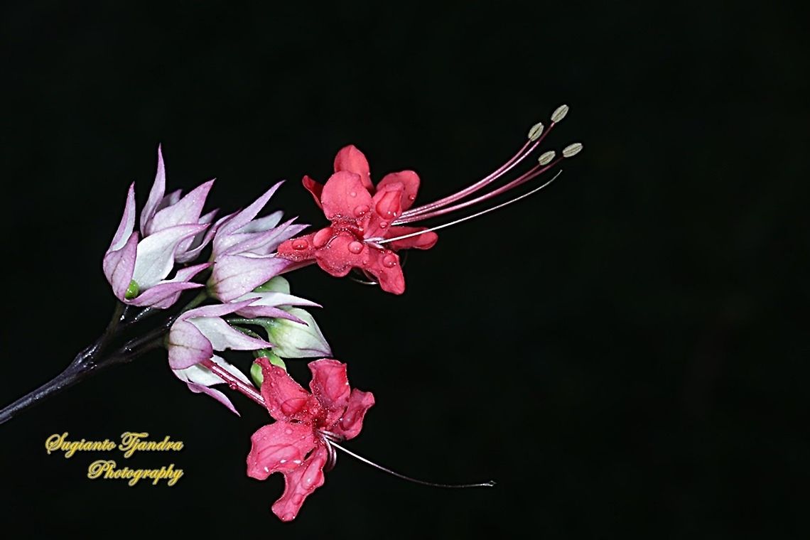 "Nona makan sirih", The Pink Bleeding Heart Vine, Clerodendrum speciosum  Geotagged,Indonesia,Winter