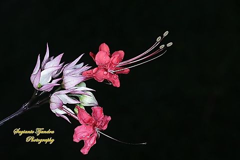 "Nona makan sirih", The Pink Bleeding Heart Vine, Clerodendrum speciosum  Geotagged,Indonesia,Winter