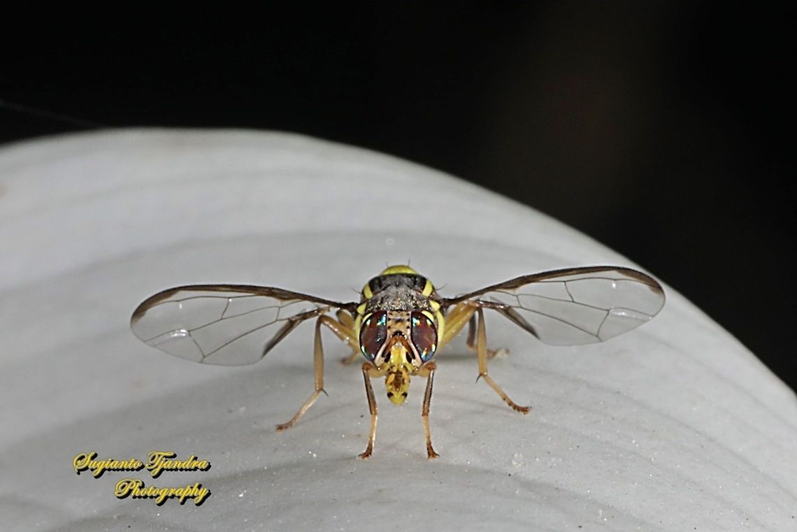 Oriental fruit fly, Bactrocera Dorsalis  Bactrocera dorsalis,Geotagged,Indonesia,Oriental Fruit Fly,Winter