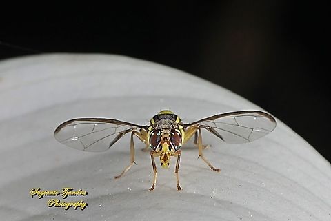 Oriental fruit fly, Bactrocera Dorsalis  Bactrocera dorsalis,Geotagged,Indonesia,Oriental Fruit Fly,Winter