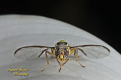 Oriental fruit fly, Bactrocera Dorsalis  Bactrocera dorsalis,Geotagged,Indonesia,Oriental Fruit Fly,Winter