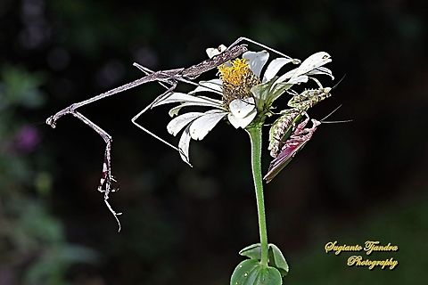 "Hey guys, what are you doing down there" Stick Mantis, Mantidea and Flower mantis, Creobroter Sp  Geotagged,Indonesia,Winter