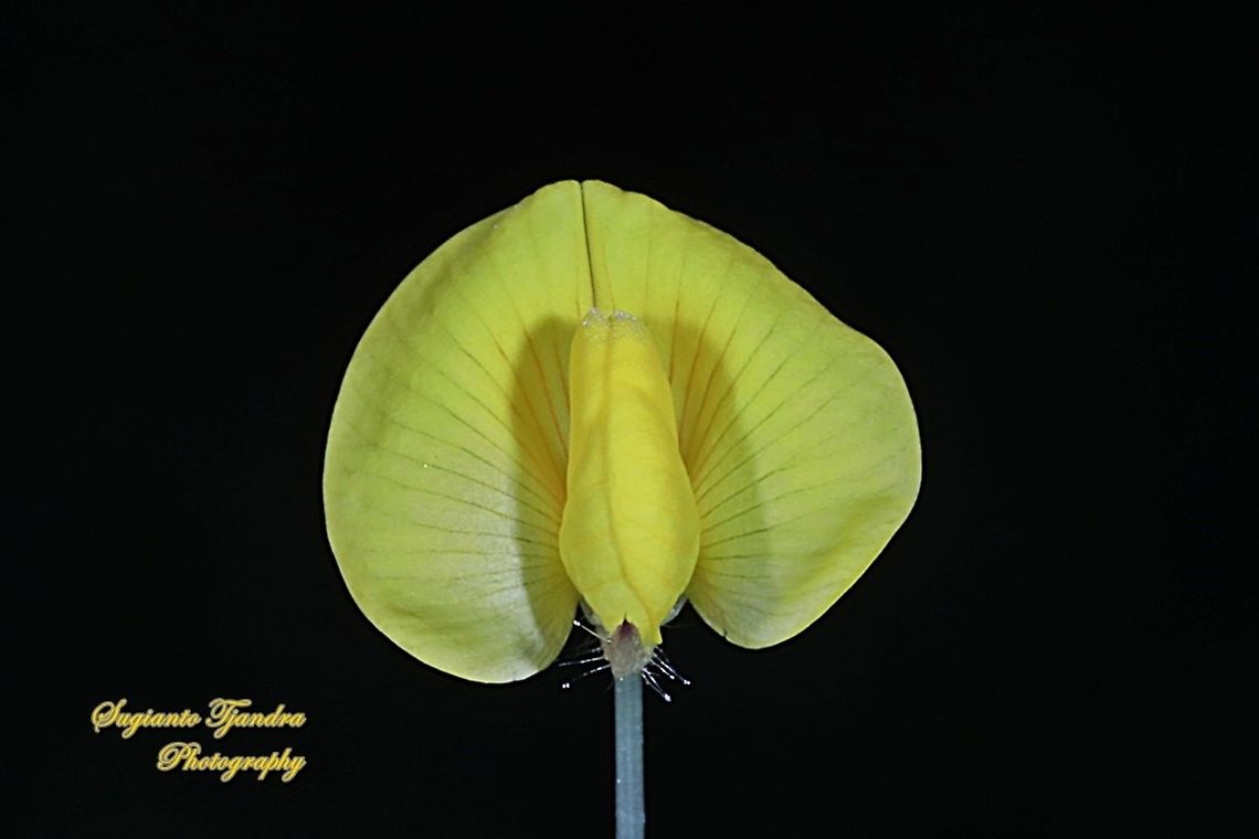 Arachis pintoi flower  Arachis pintoi,Geotagged,Indonesia,Pinto Peanut,Winter