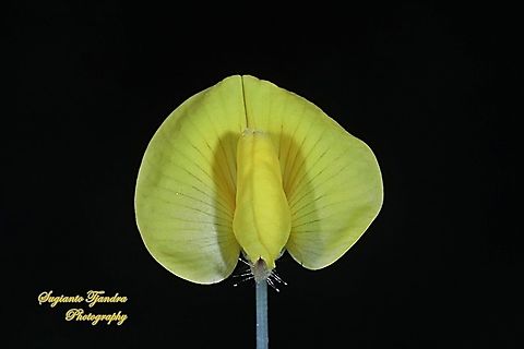 Arachis pintoi flower  Arachis pintoi,Geotagged,Indonesia,Pinto Peanut,Winter