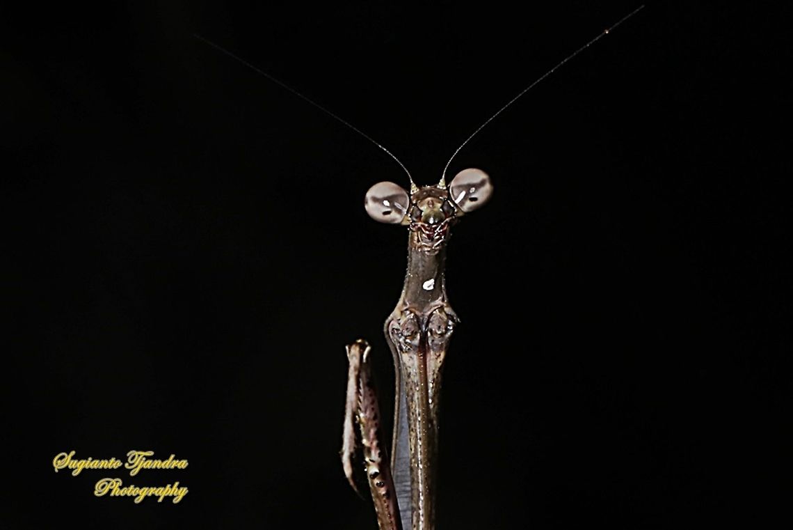 Stick Mantis, Mantidea  Geotagged,Indonesia,Winter