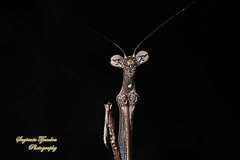 Stick Mantis, Mantidea  Geotagged,Indonesia,Winter