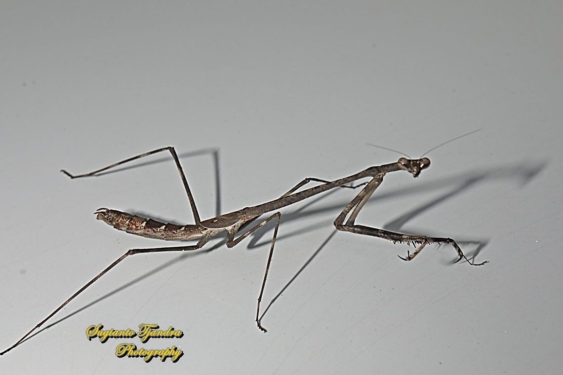 Stick Mantis, Mantidea  Geotagged,Indonesia,Winter