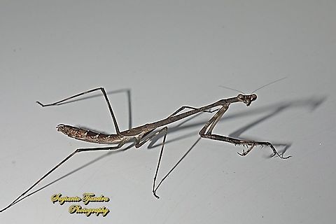 Stick Mantis, Mantidea  Geotagged,Indonesia,Winter