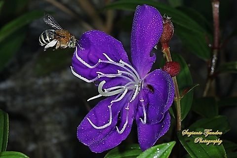 Blue Banded Bee, Amegilla zonata, Amegilla Sp looking for nectar on a Princess Flower, Tibouchina urvilleana (Melastomataceae Sp)  Amegilla zonata,Geotagged,Indonesia,Winter