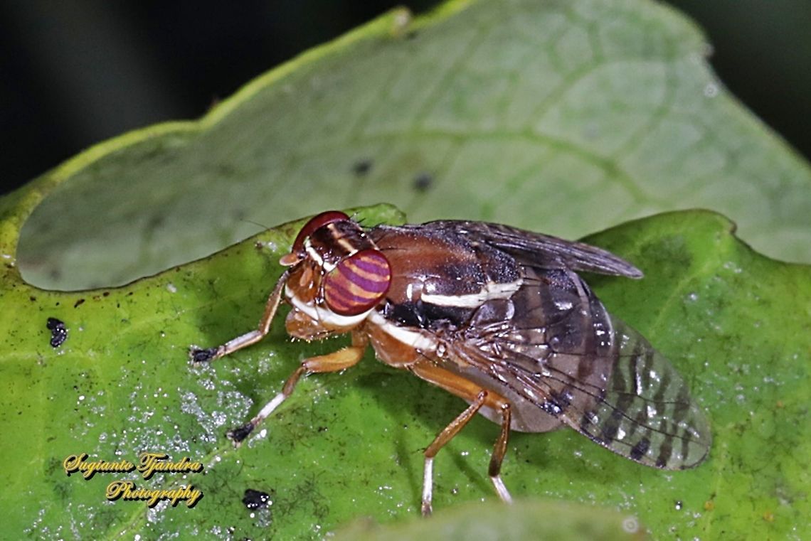 Signal Fly, Scholastes cinctus, family Platystomatidae  Geotagged,Indonesia,Scholastes cinctus,Winter