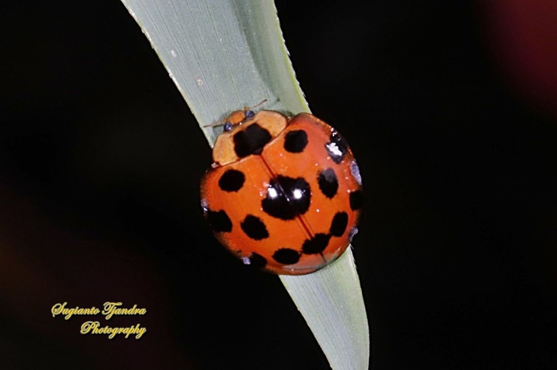 Lady Beetle, Coccinellidae  Geotagged,Indonesia,Synonycha grandis,Winter