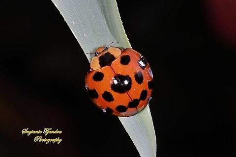 Lady Beetle, Coccinellidae  Geotagged,Indonesia,Synonycha grandis,Winter