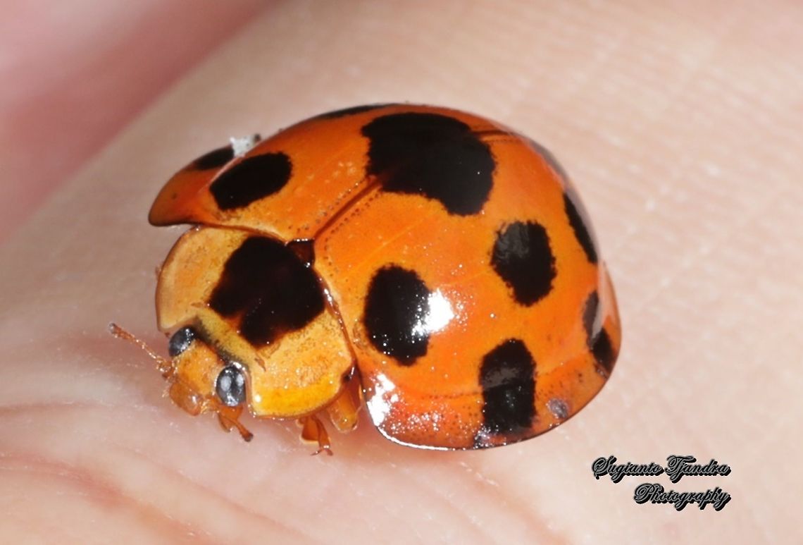 Lady Beetle, Coccinellidae  Geotagged,Indonesia,Synonycha grandis,Winter