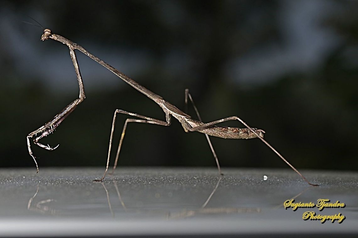 Stick Mantis, Mantidea  Geotagged,Indonesia,Winter