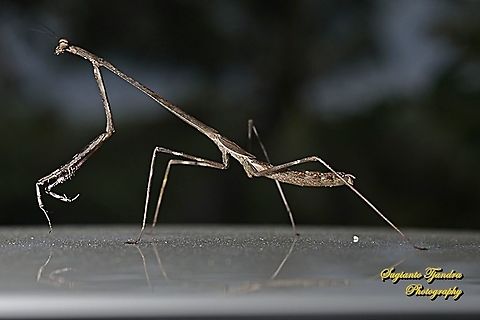 Stick Mantis, Mantidea  Geotagged,Indonesia,Winter