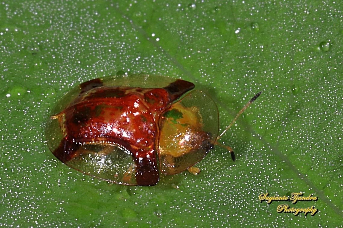Golden tortoise beetle, Chrysomelidae  Geotagged,Indonesia,Winter