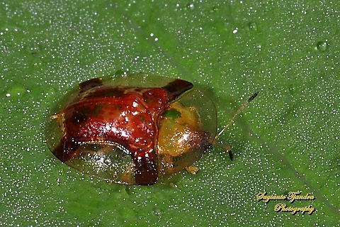 Golden tortoise beetle, Chrysomelidae  Geotagged,Indonesia,Winter