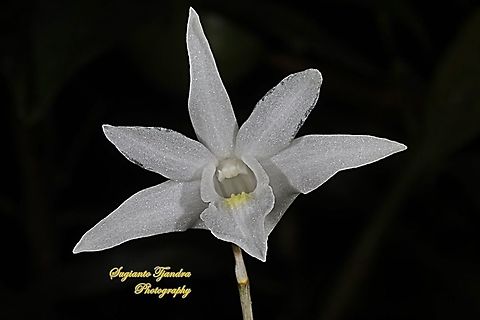 Pigeon Orchid, Dendrobium crumenatum  Dendrobium crumenatum,Geotagged,Indonesia,Pigeon orchid,Winter