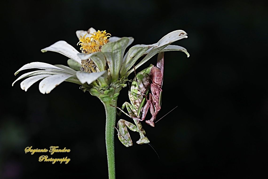 Flower mantis, Creobroter Sp - Mating  Geotagged,Indonesia,Winter