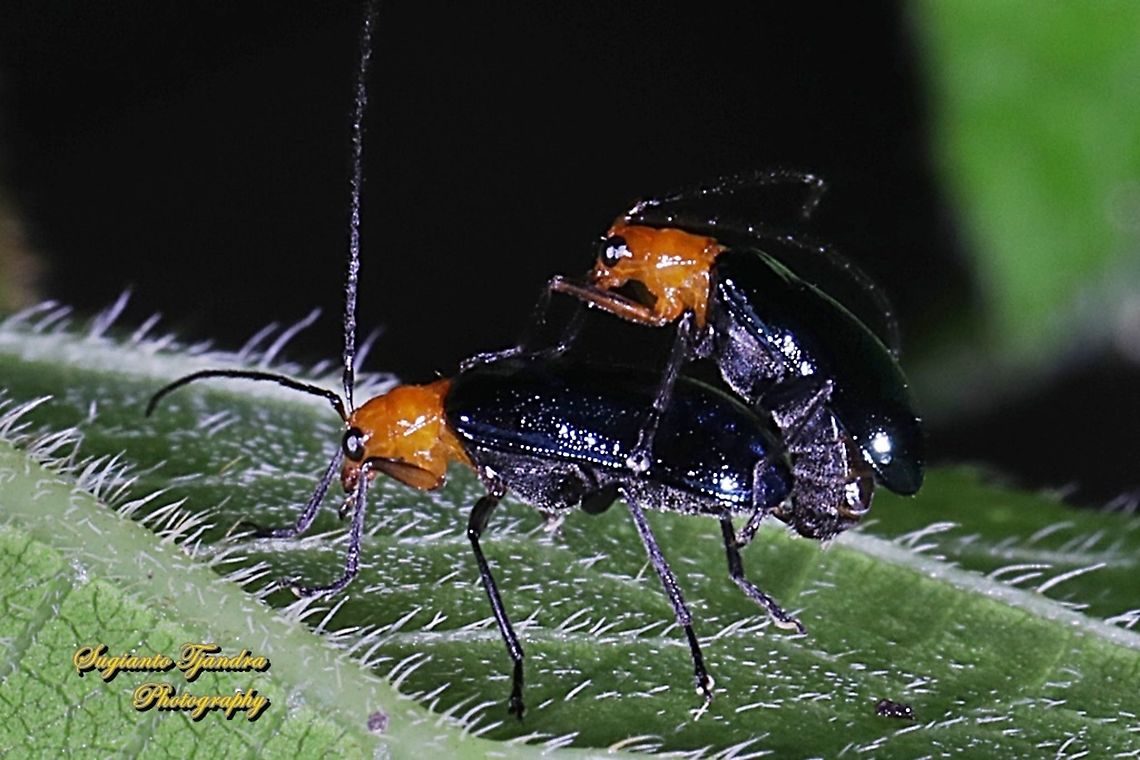 Orange-blue narrow-necked leaf beetle, criocerinae lema, family chrysomelidae - "Mating"  Geotagged,Indonesia,Winter