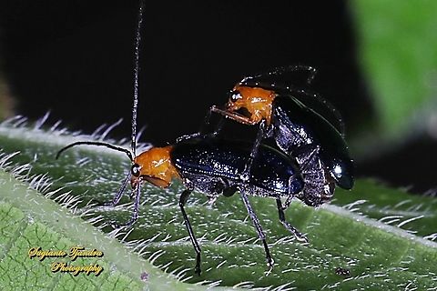 Orange-blue narrow-necked leaf beetle, criocerinae lema, family chrysomelidae - "Mating"  Geotagged,Indonesia,Winter