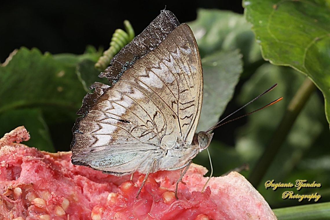 The powdered baron, Euthalia monina salia - Lowerside  Euthalia monina,Geotagged,Indonesia,Powdered Baron,Winter