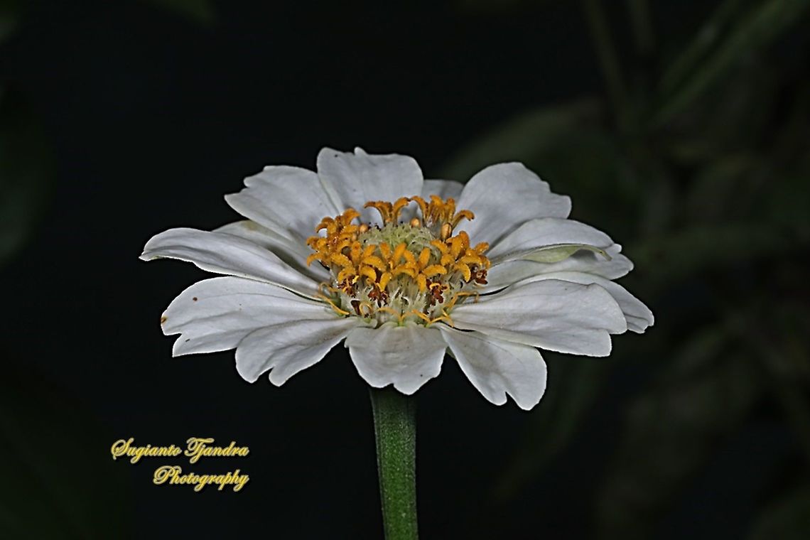 Zinnia flower  Geotagged,Indonesia