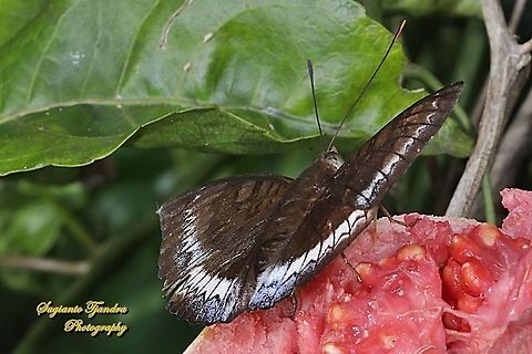 The powdered baron, Euthalia monina salia - Upperside  Euthalia monina,Geotagged,Indonesia,Powdered Baron,Winter