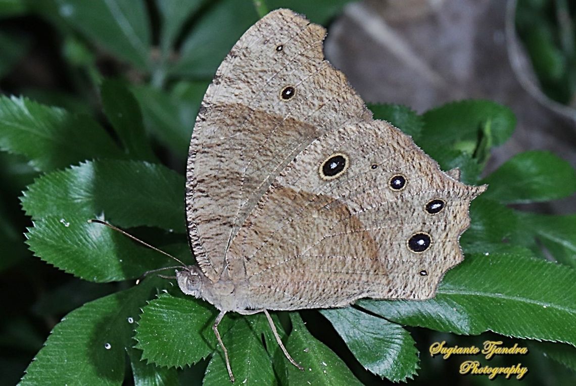 The common evening brown, Melanitis leda lacrima  Common evening brown,Geotagged,Indonesia,Melanitis leda,Winter