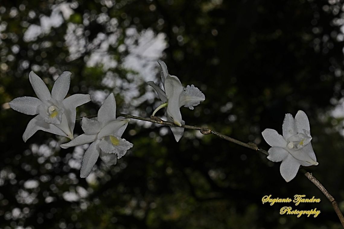 Pigeon Orchid, Dendrobium crumenatum  Dendrobium crumenatum,Geotagged,Indonesia,Pigeon orchid,Winter
