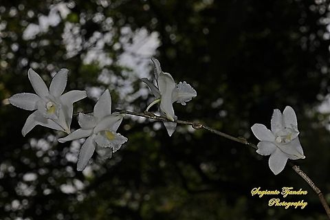 Pigeon Orchid, Dendrobium crumenatum  Dendrobium crumenatum,Geotagged,Indonesia,Pigeon orchid,Winter