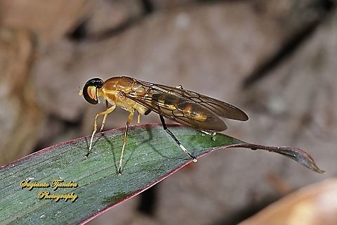Yellow Soldier fly, Ptecticus elongatus, Stratiomyidae  Geotagged,Indonesia,Ptecticus elongatus,Winter