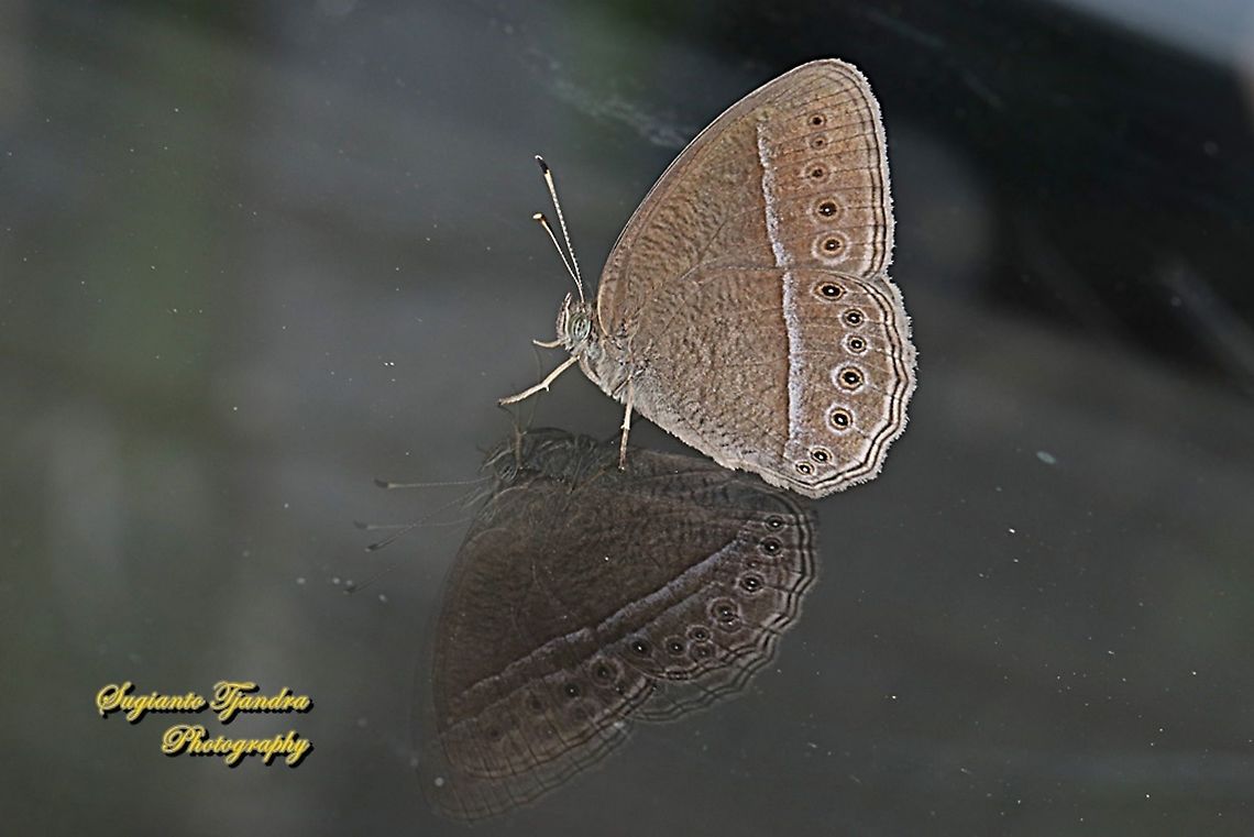 Long Brand Bush Brown, Mycalesis visala phamis  Geotagged,Indonesia,Long-brand bushbrown,Mycalesis visala,Winter