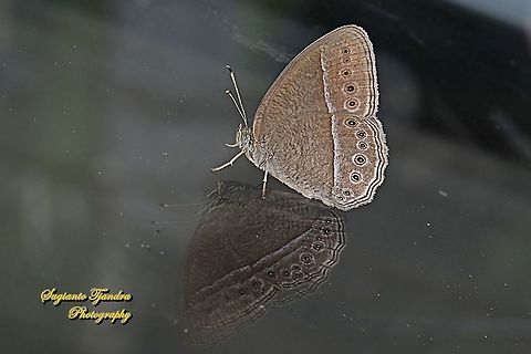 Long Brand Bush Brown, Mycalesis visala phamis  Geotagged,Indonesia,Long-brand bushbrown,Mycalesis visala,Winter