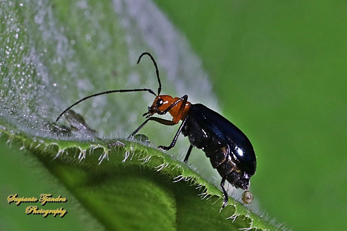Orange-blue narrow-necked leaf beetle, criocerinae lema, family chrysomelidae  Geotagged,Indonesia,Winter