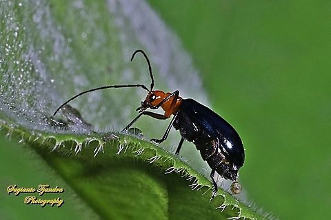 Orange-blue narrow-necked leaf beetle, criocerinae lema, family chrysomelidae  Geotagged,Indonesia,Winter