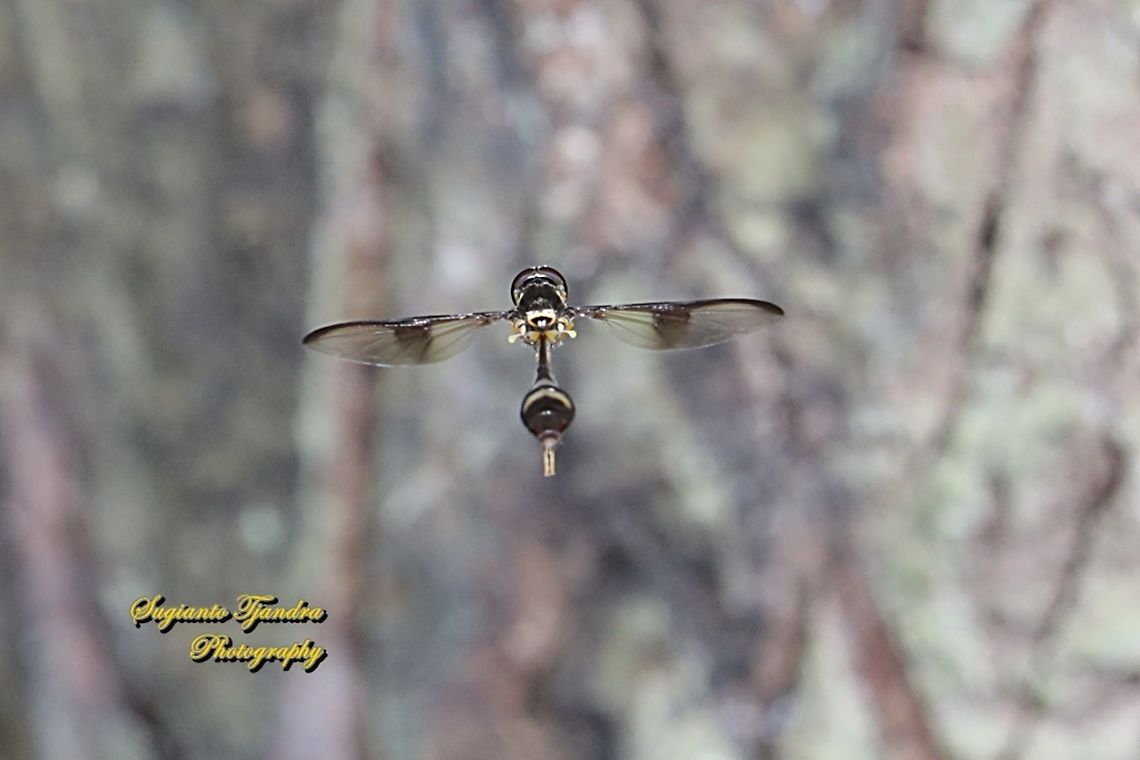 Hoverfly wasp mimicry, Allobaccha sp - "Hovering"  Geotagged,Indonesia,Winter