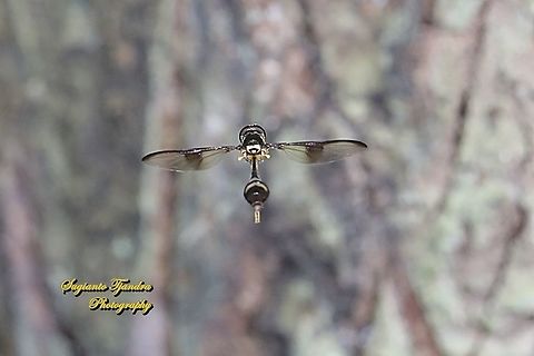 Hoverfly wasp mimicry, Allobaccha sp - "Hovering"  Geotagged,Indonesia,Winter