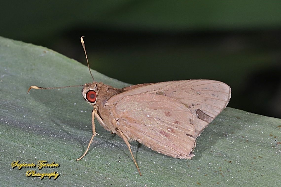 The Red-Eyed Coconut Skipper Butterfly, Hidari irava  Coconut Skipper,Geotagged,Hidari irava,Indonesia,Winter