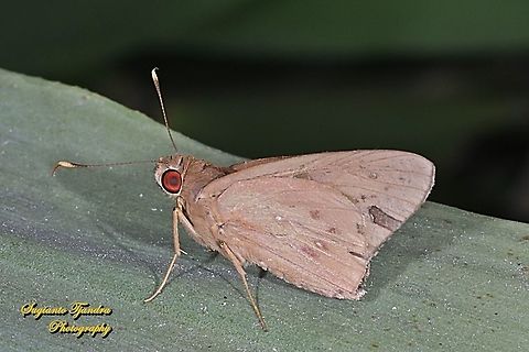 The Red-Eyed Coconut Skipper Butterfly, Hidari irava  Coconut Skipper,Geotagged,Hidari irava,Indonesia,Winter