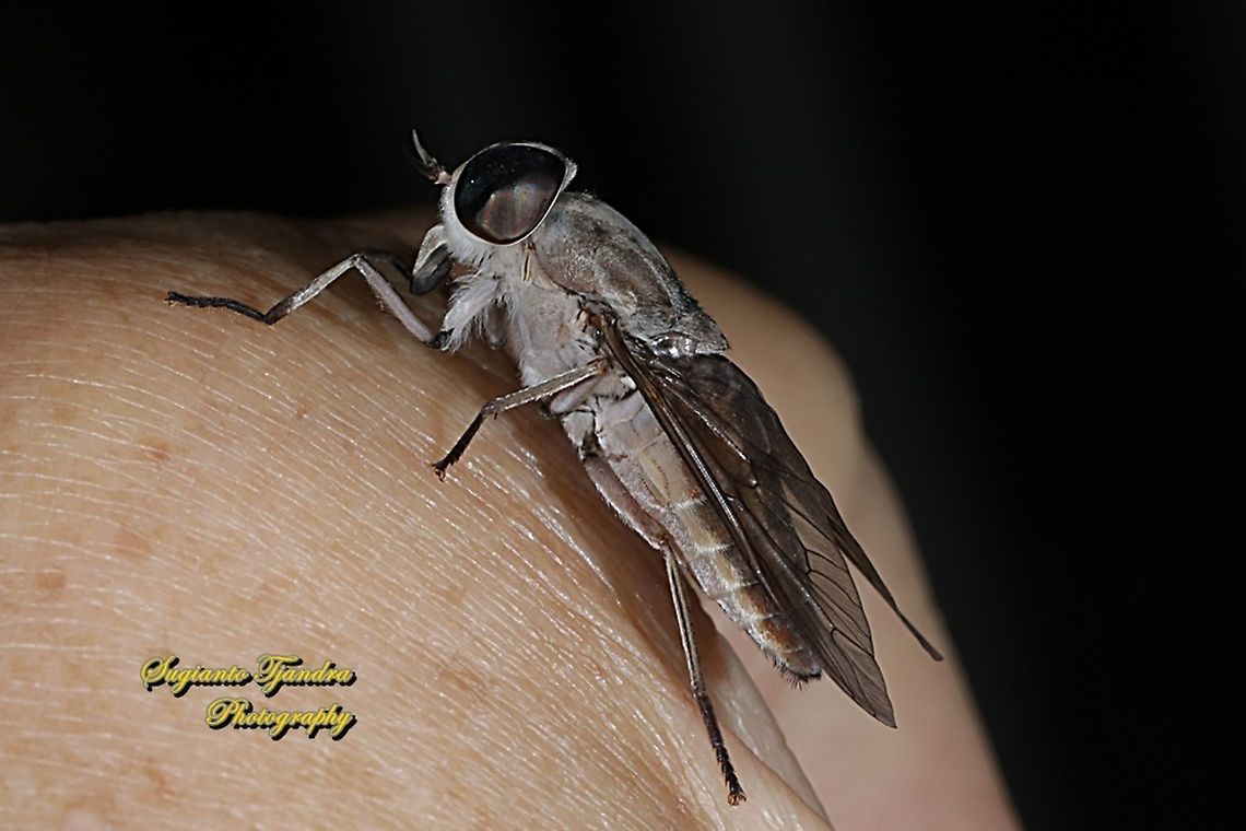 Horse fly, Tabanidae  Geotagged,Indonesia,Winter
