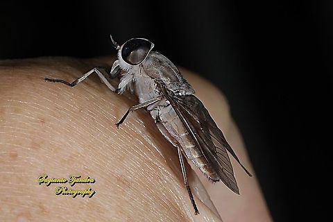 Horse fly, Tabanidae  Geotagged,Indonesia,Winter