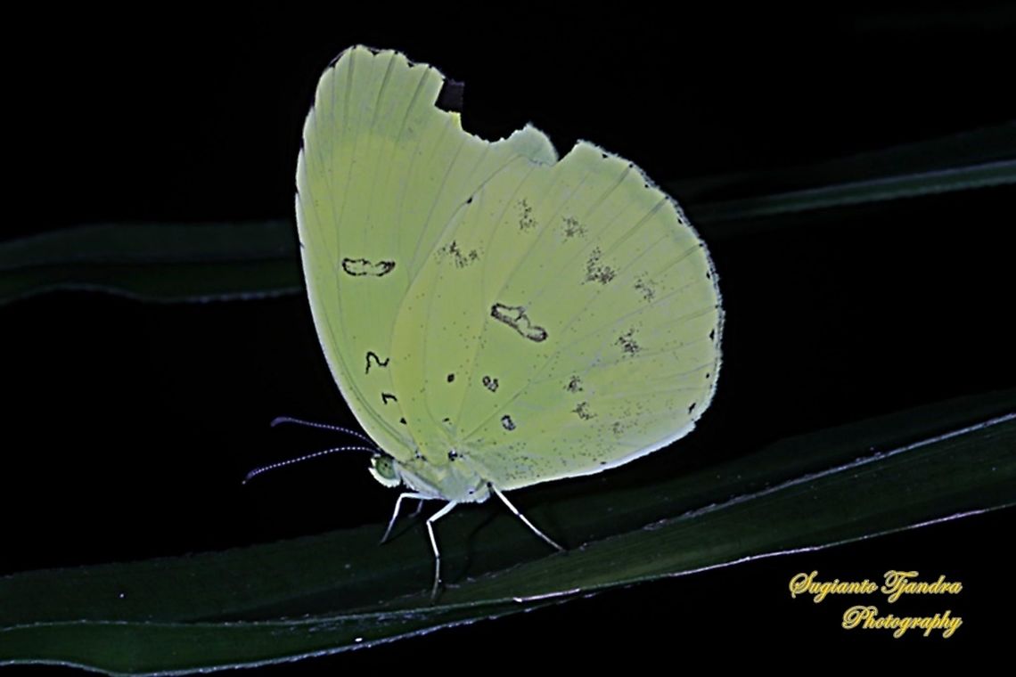 The Three-spot grass yellow, Eurema blanda blanda  Eurema blanda,Geotagged,Indonesia,Three-spot grass yellow,Winter