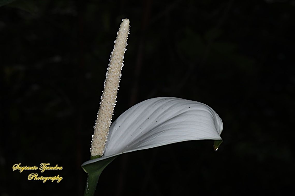 Peace Lily flower, Spathiphyllum Sp.  Geotagged,Indonesia,Winter