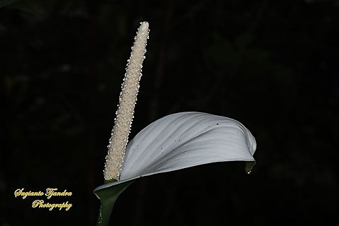 Peace Lily flower, Spathiphyllum Sp.  Geotagged,Indonesia,Winter