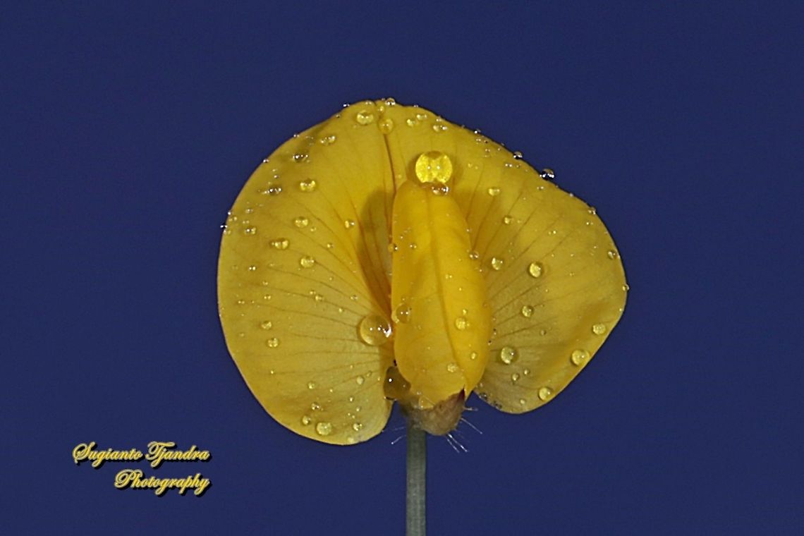 Arachis pintoi flower  Arachis pintoi,Geotagged,Indonesia,Pinto Peanut,Winter