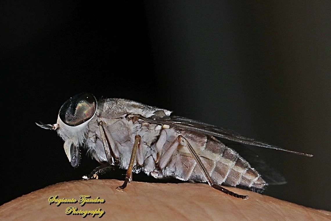 Horse fly, Tabanidae  Geotagged,Indonesia,Winter