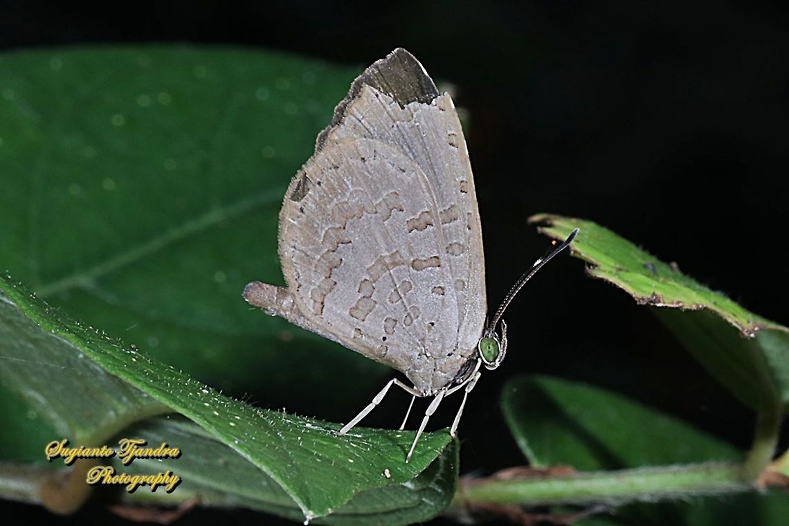 Miletus gopara, family Lycaenidae  Geotagged,Indonesia,Miletus gopara,Winter