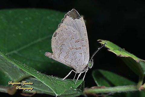 Miletus gopara, family Lycaenidae  Geotagged,Indonesia,Miletus gopara,Winter